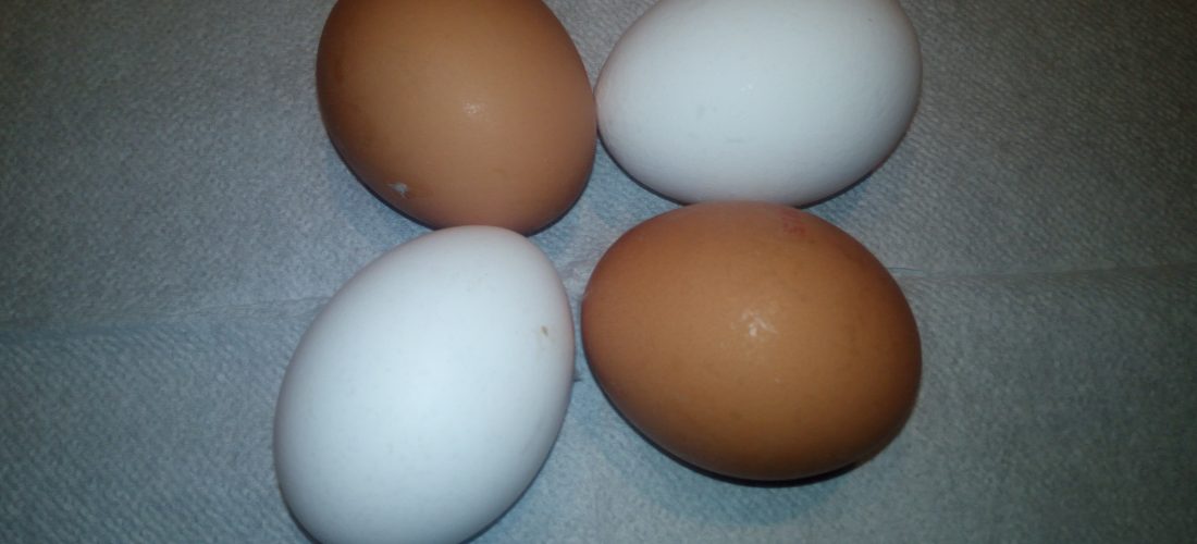Бели или кафени јајца
